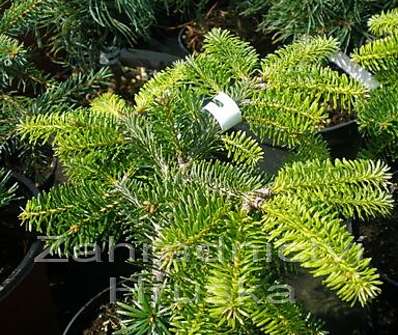 jedle - Abies nordmanniana 'Barabits Compact'