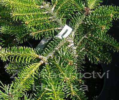 jedle - Abies nordmanniana 'Barabits Compact'