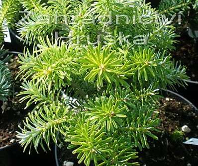 jedle - Abies koreana 'Kissen'