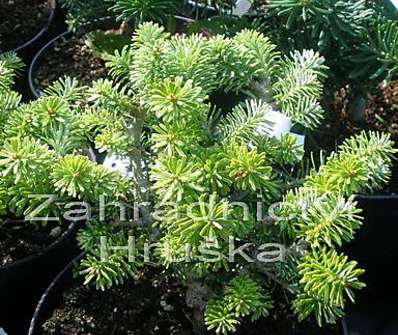 jedle - Abies koreana 'Kissen'