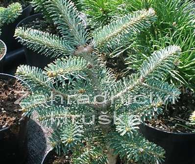 jedle - Abies koreana x lasiocarpa 'Festival'