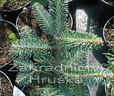 jedle - Abies koreana x lasiocarpa 'Festival'