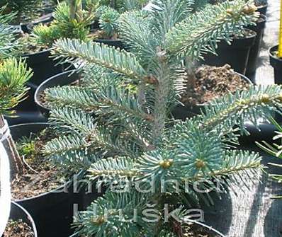 jedle - Abies koreana x lasiocarpa 'Festival'