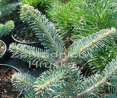 jedle - Abies koreana x lasiocarpa 'Festival'