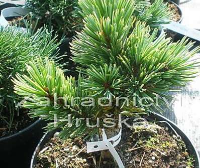 Borovice - Pinus aristata 'Sherwood Compact'