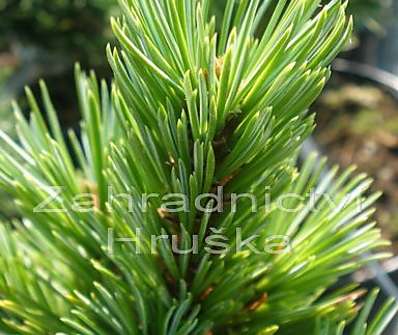 Borovice - Pinus aristata 'Sherwood Compact'