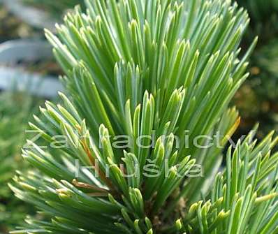 Borovice - Pinus aristata 'Sherwood Compact'