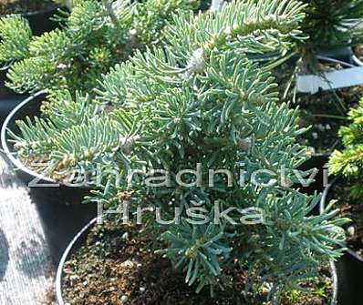 jedle - Abies concolor 'Kojakovice'