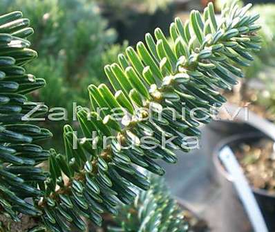jedle - Abies numidica 'Nana'
