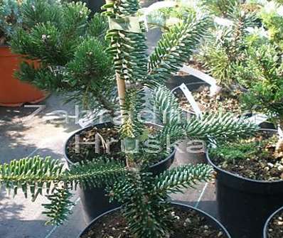 jedle - Abies numidica 'Nana'