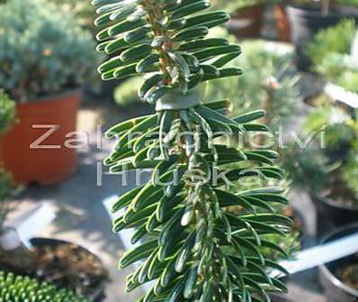 jedle - Abies numidica 'Nana'