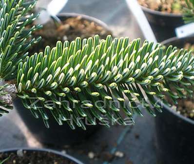 jedle - Abies numidica 'Nana'