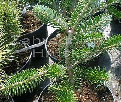 jedle - Abies koreana 'Eisregen'