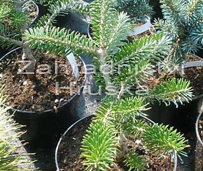 jedle - Abies koreana 'Eisregen'