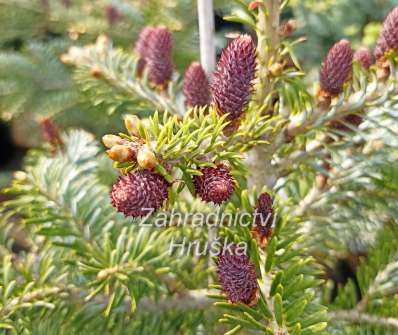 jedle - Abies koreana 'Eisregen'