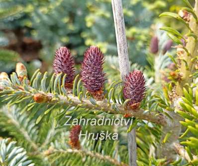 jedle - Abies koreana 'Eisregen'