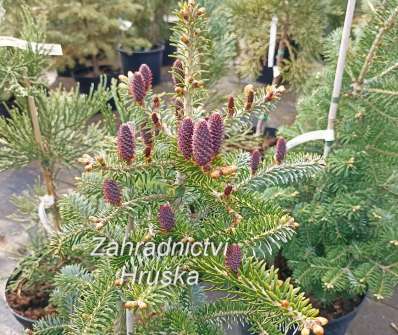 jedle - Abies koreana 'Eisregen'