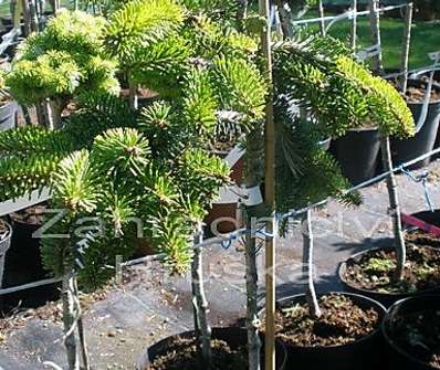 jedle - Abies nordmanniana 'Munsterland' KM