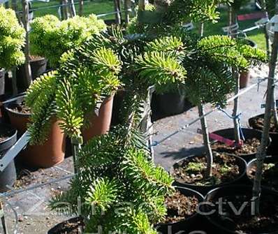 jedle - Abies nordmanniana 'Munsterland' KM