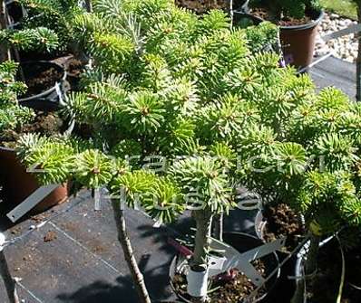 jedle - Abies koreana 'Kissen' KM