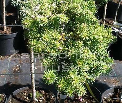 jedle - Abies koreana 'Kissen' KM
