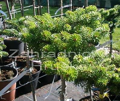 jedle - Abies koreana 'Kissen' KM