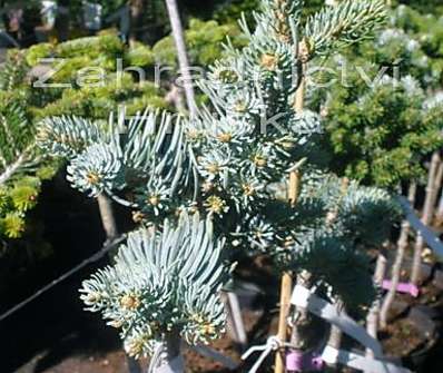 jedle - Abies concolor 'Blue Saphir' KM