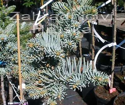 jedle - Abies concolor 'Blue Saphir' KM