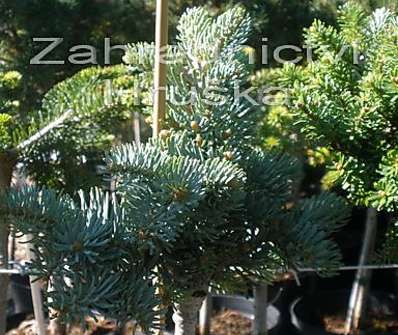 jedle - Abies concolor 'Blue Saphir' KM