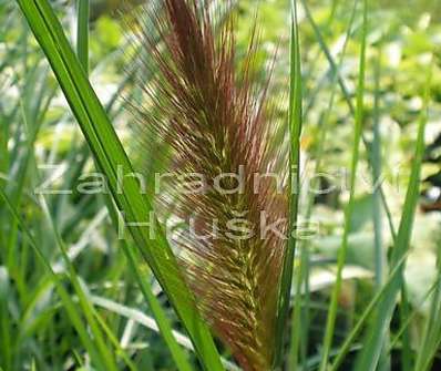 dochan - Pennisetum alopecuroides 'Red Head'