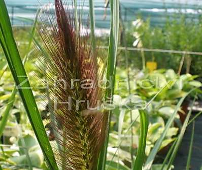 dochan - Pennisetum alopecuroides 'Red Head'