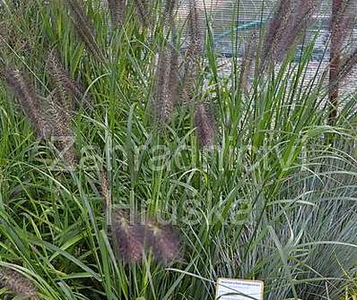 dochan - Pennisetum alopecuroides 'Red Head'