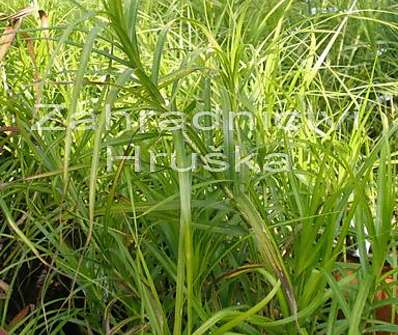 ostřice - Carex muskingumensis 'Silberstreif'