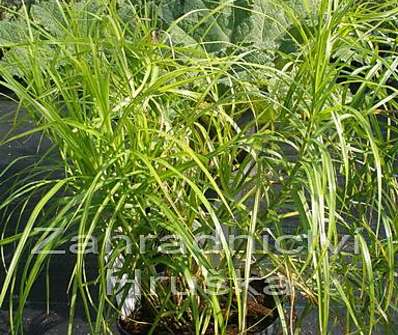 ostřice - Carex muskingumensis 'Silberstreif'