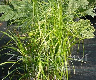 ostřice - Carex muskingumensis 'Silberstreif'