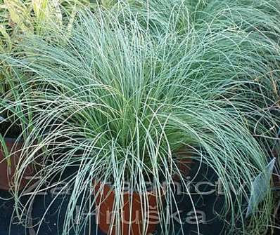 ostřice - Carex comans 'Mint Curls'