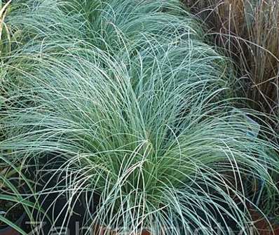 ostřice - Carex comans 'Mint Curls'