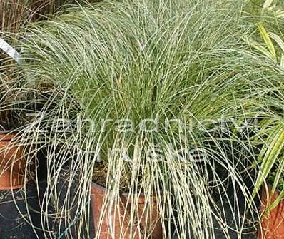 ostřice - Carex comans 'Mint Curls'