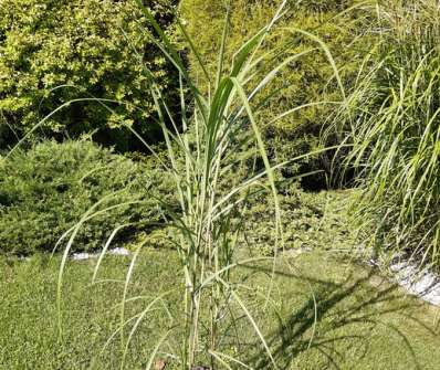 ozdobnice - Miscanthus sinensis 'Positano'