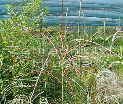 ozdobnice - Miscanthus sinensis 'Rot Silber'