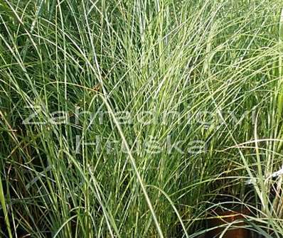 ozdobnice - Miscanthus sinensis 'Yaku Jima'