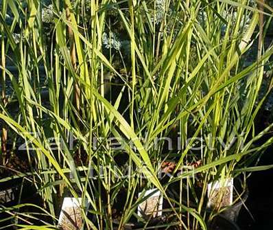 proso - Panicum virgatum 'Squaw'