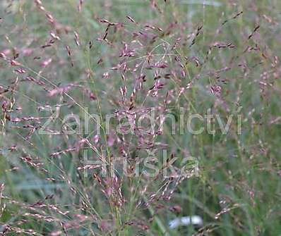 proso - Panicum virgatum 'Squaw'