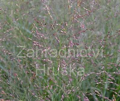 proso - Panicum virgatum 'Squaw'