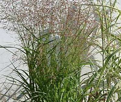 proso - Panicum virgatum 'Squaw'