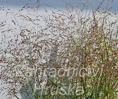 proso - Panicum virgatum 'Squaw'