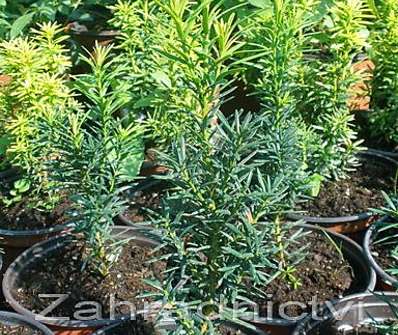 tis - Taxus x media 'Hicksii'