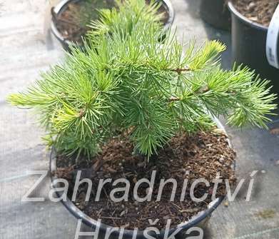 modřín - Larix kaempferi 'Little Bogle'..