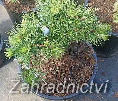 modřín - Larix kaempferi 'Little Bogle'..