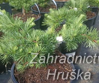 modřín - Larix kaempferi 'Little Bogle'..